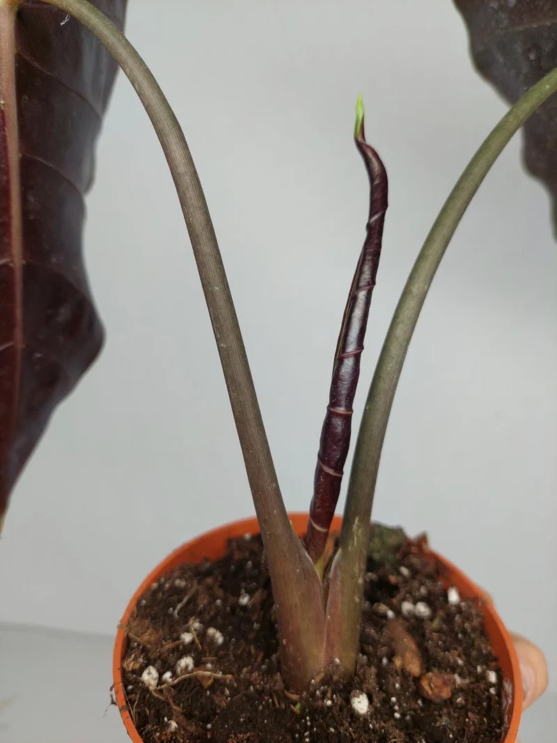 Sad Plants Alocasien