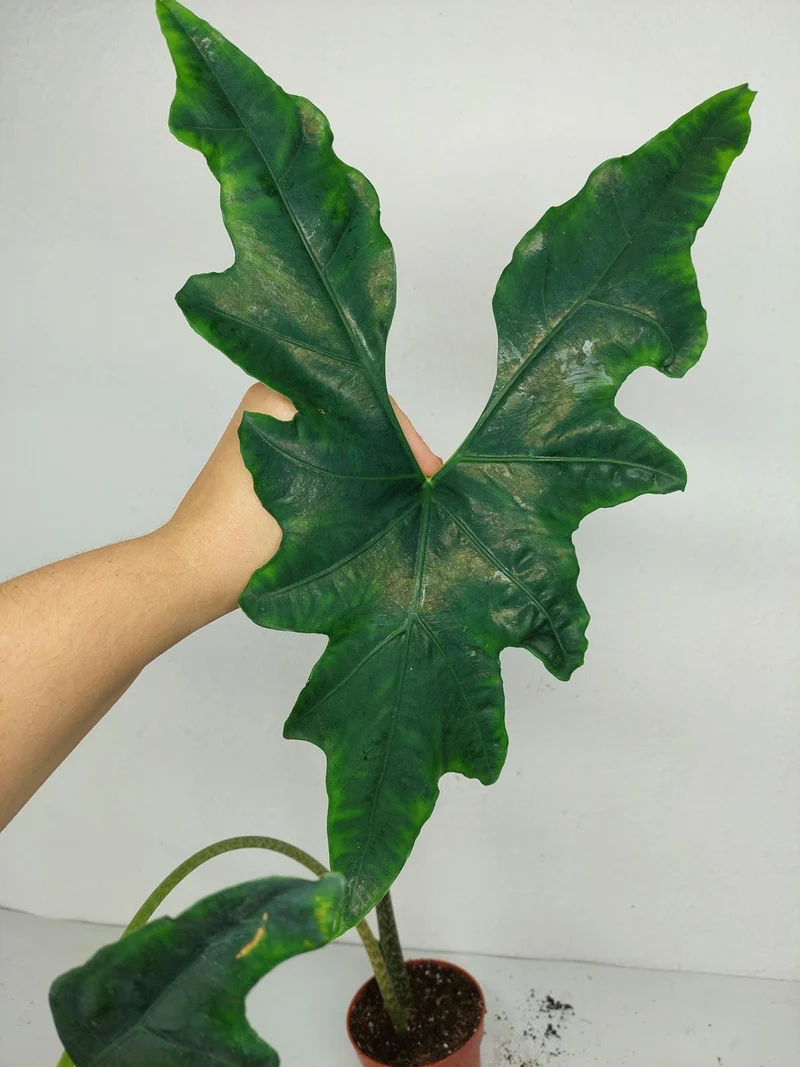 Sad Plants Alocasien