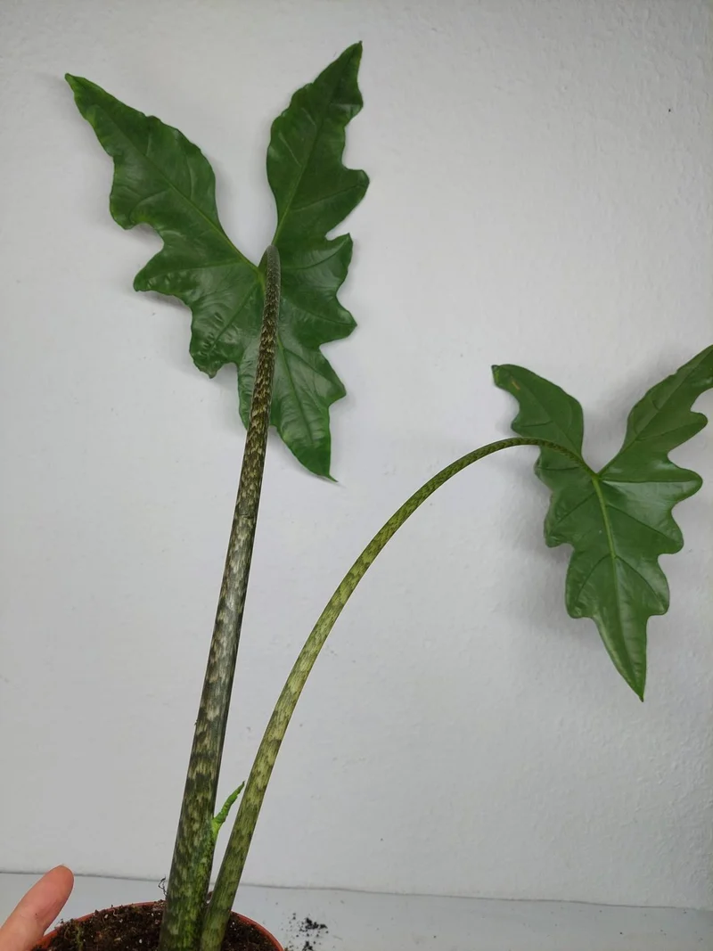 Sad Plants Alocasien