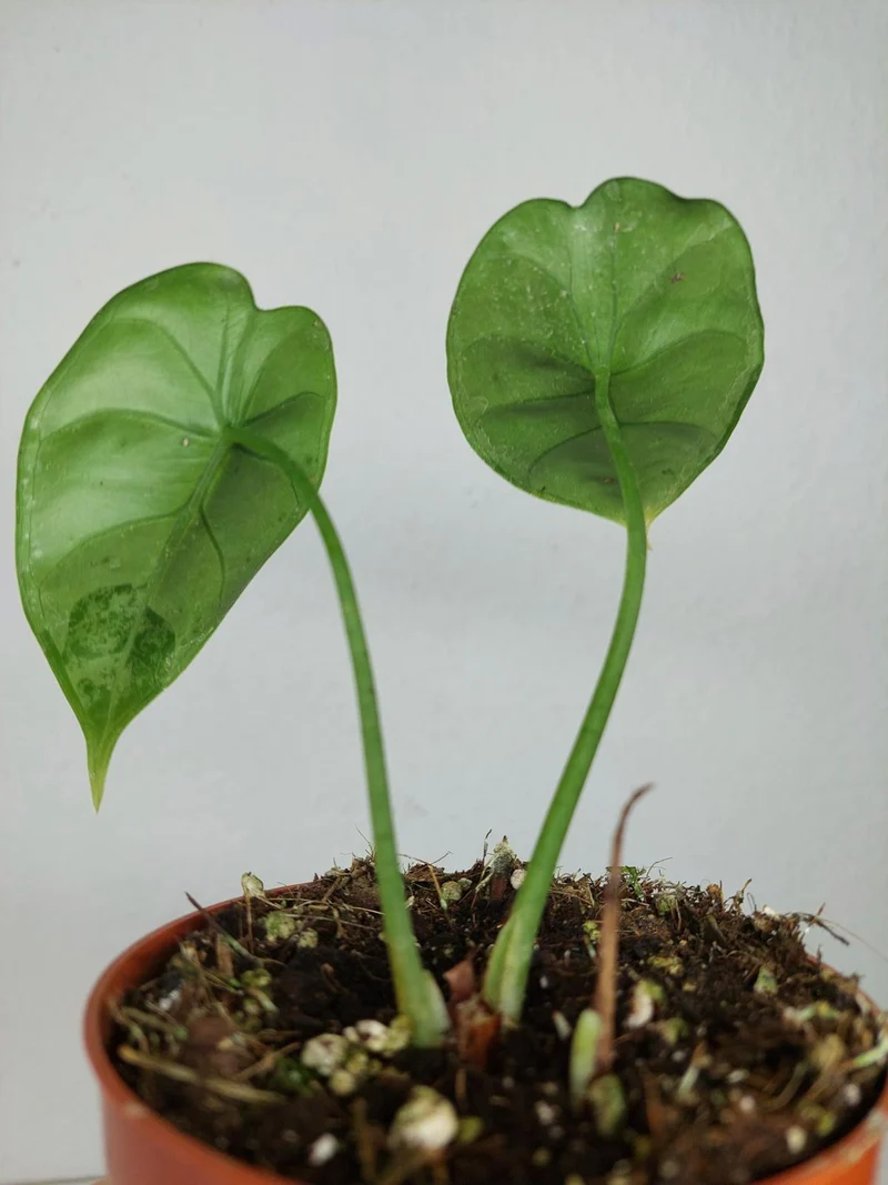 Sad Plants Alocasien