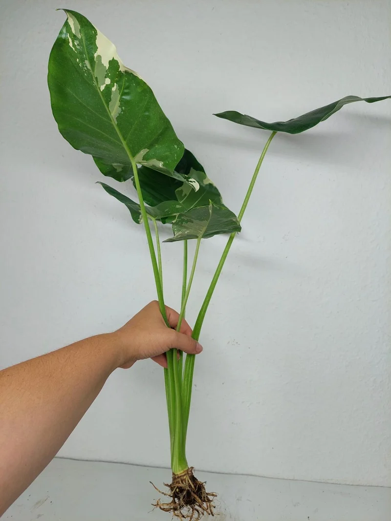 Sad Plants Alocasien