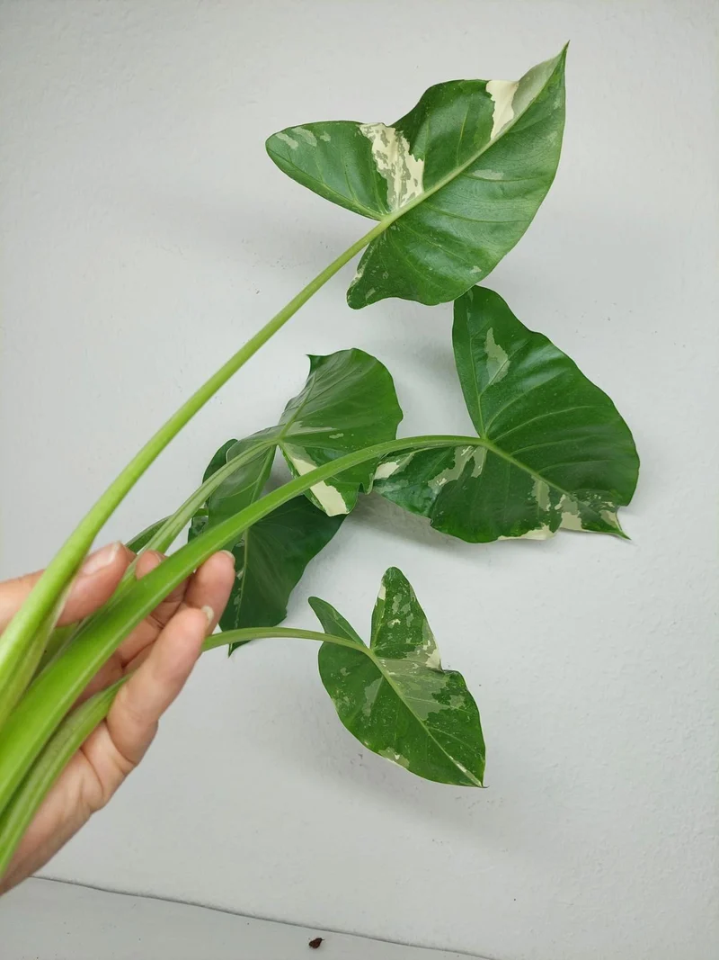 Sad Plants Alocasien