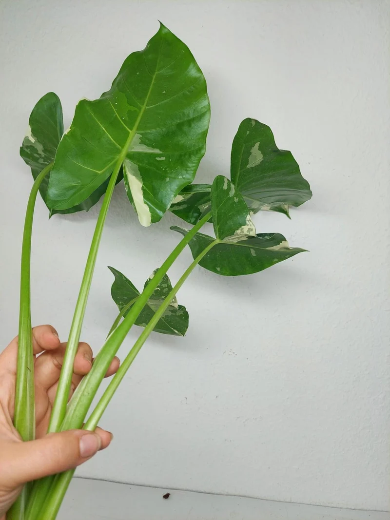 Sad Plants Alocasien