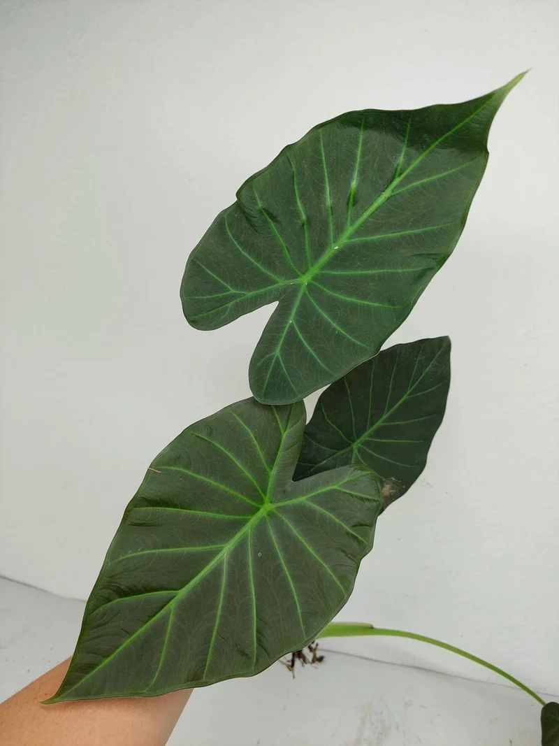 Sad Plants Alocasien
