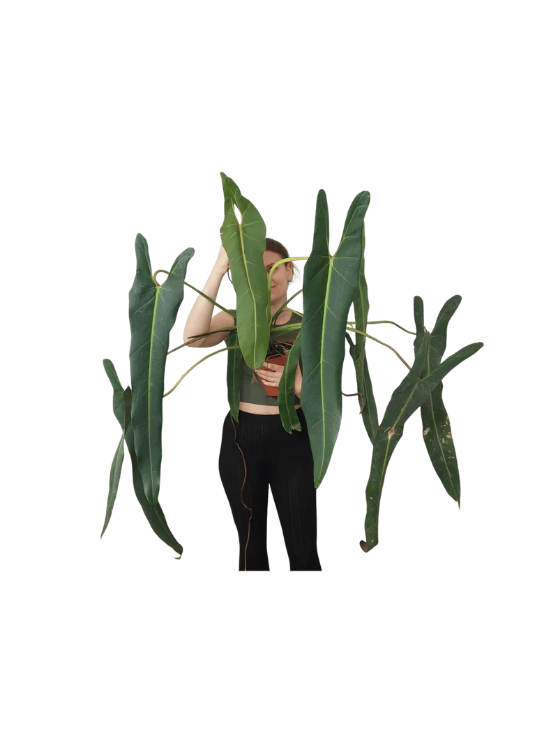 Philodendron Spiritus Sancti Adult