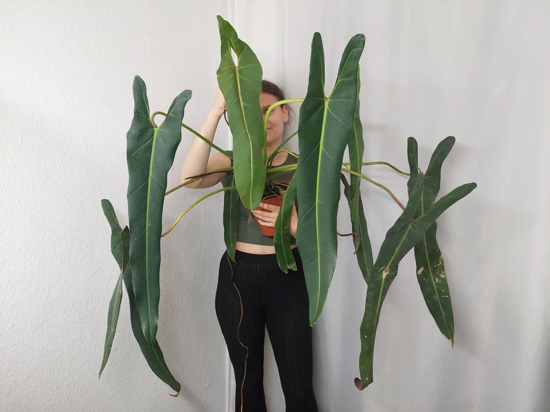 Philodendron Spiritus Sancti Adult