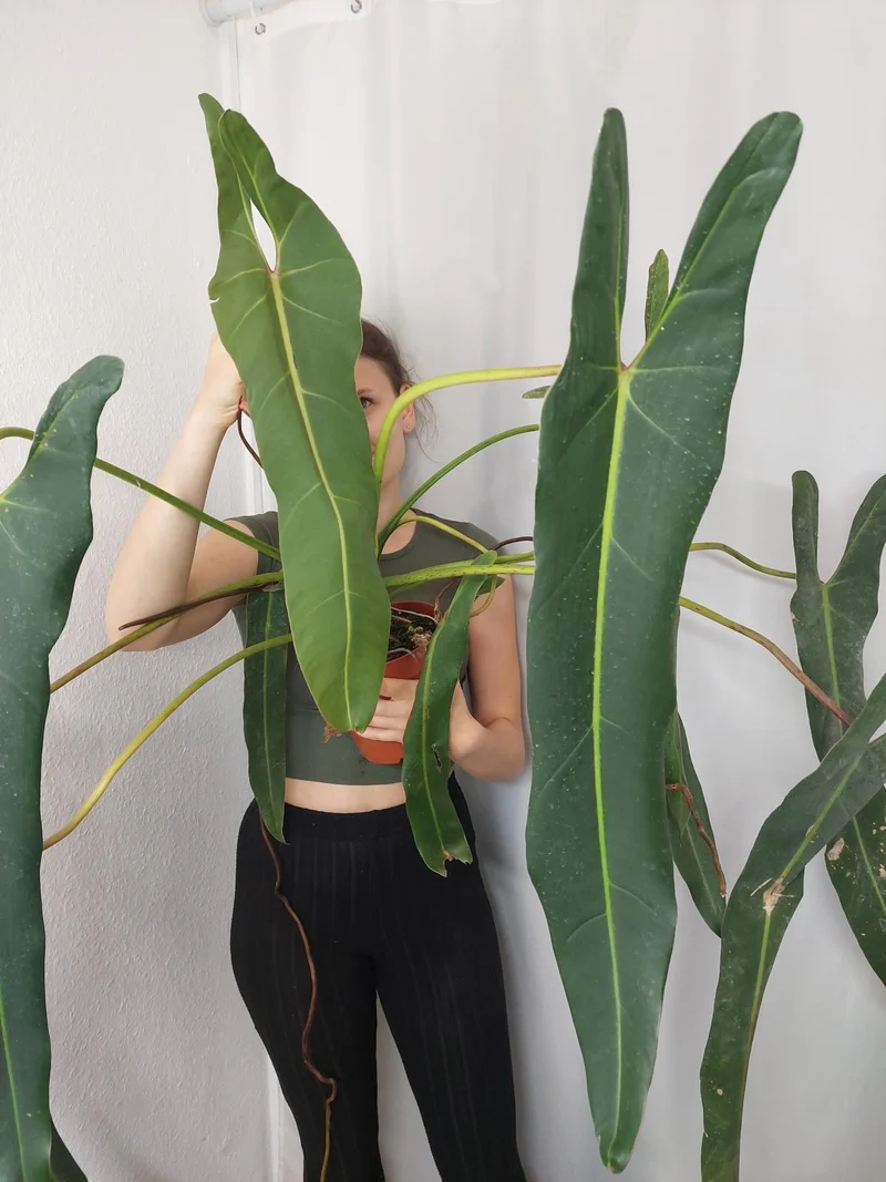 Philodendron Spiritus Sancti Adult