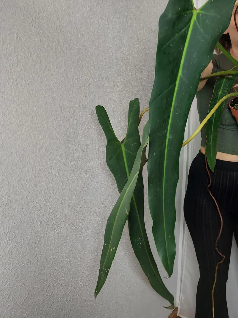 Philodendron Spiritus Sancti Adult