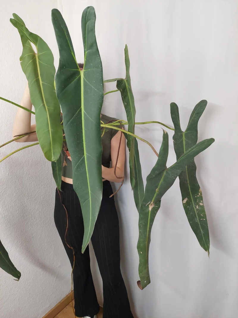 Philodendron Spiritus Sancti Adult