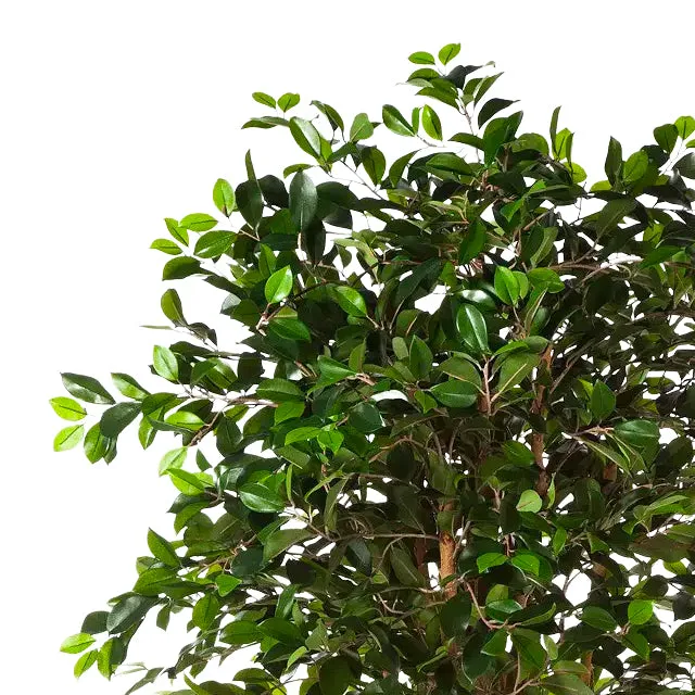 Künstlicher Ficus Retusa – Caelior | 180 cm