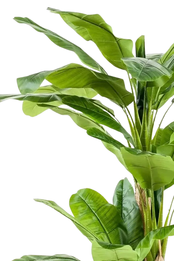 Künstlicher Bananenbaum – Maliora | 210 cm