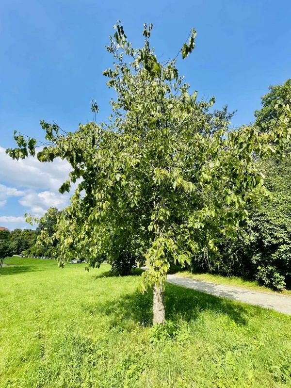 Baumhasel - Wurzelware