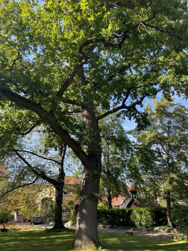 Stieleiche - Baum des Jahres 1989