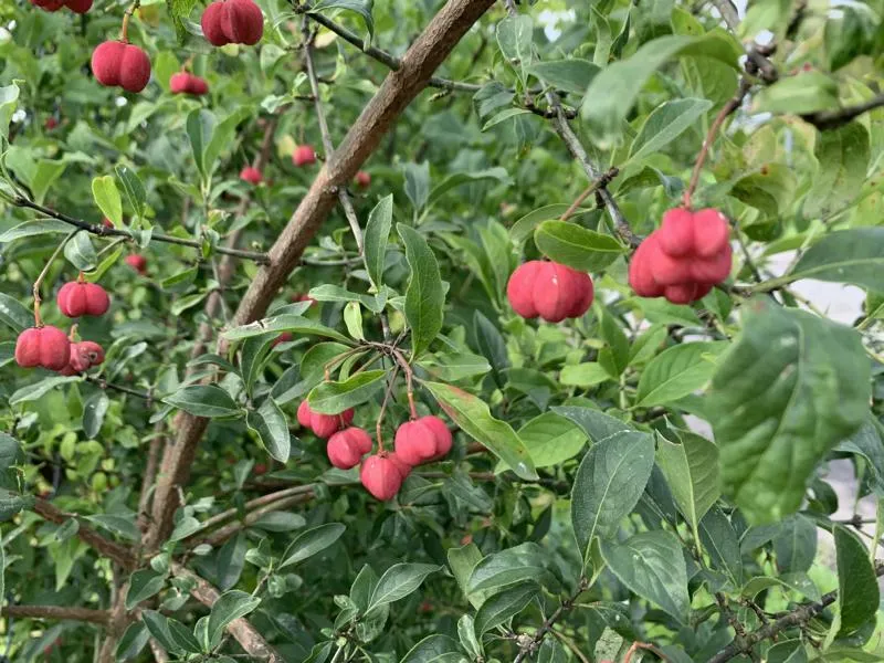 Pfaffenhütchen - Wurzelware