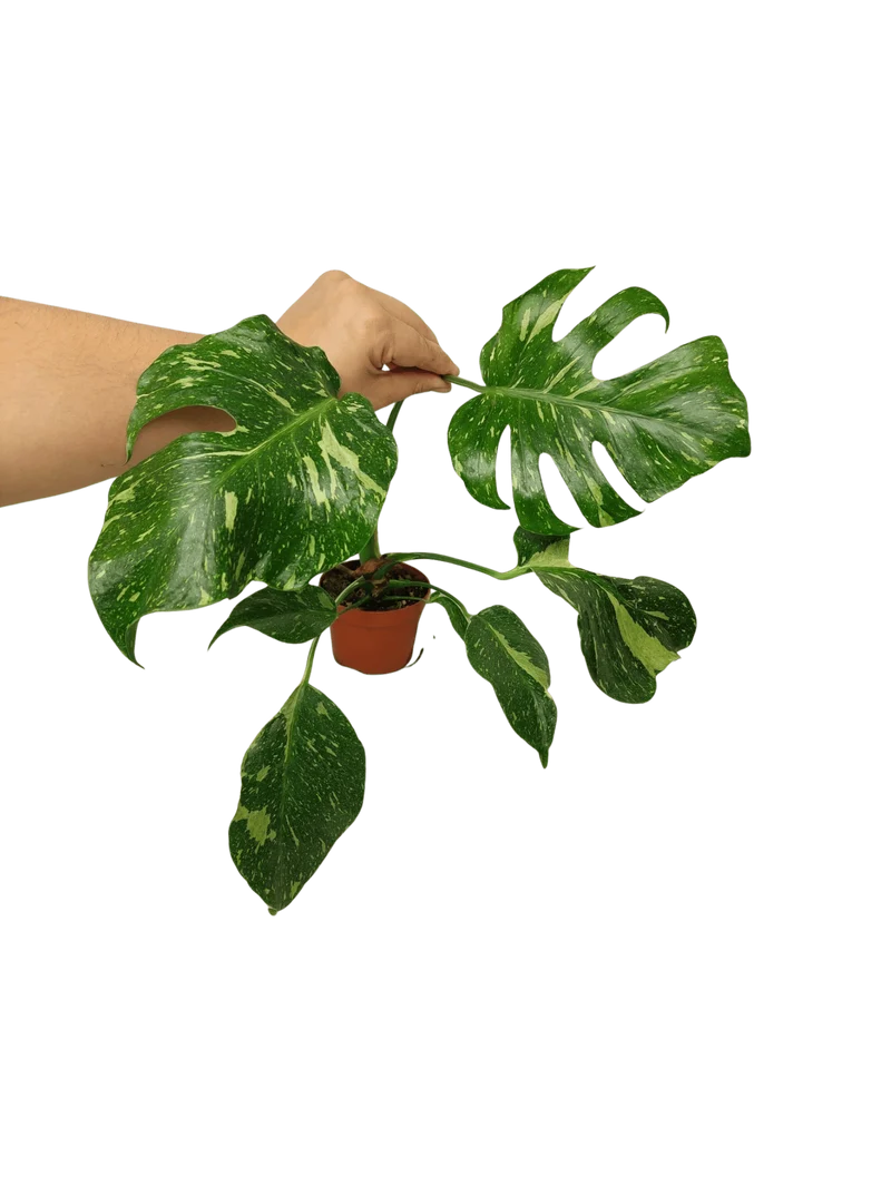 Monstera Electrolight groß