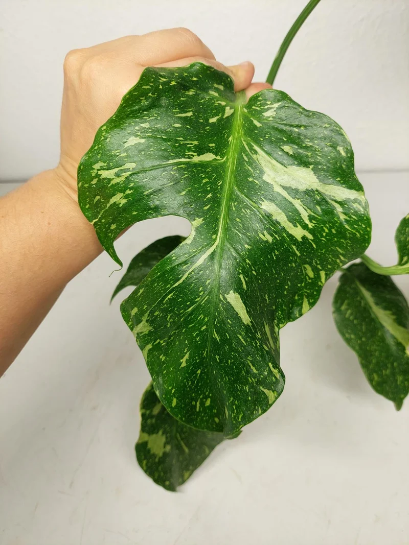 Monstera Electrolight groß