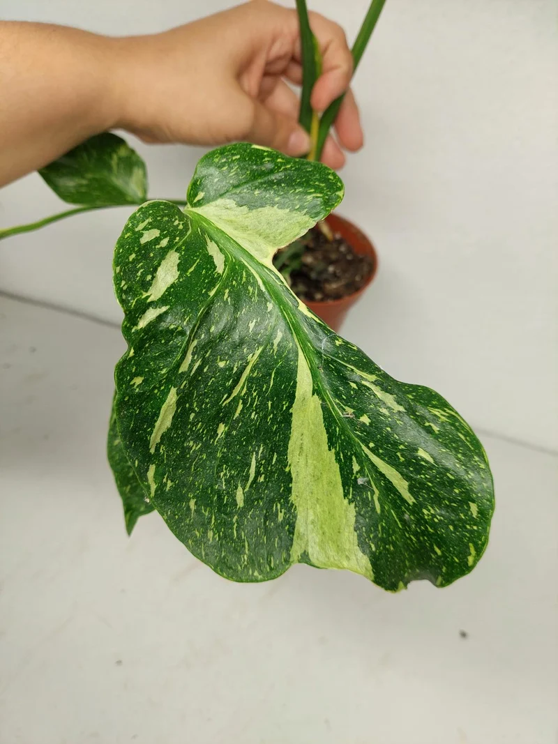 Monstera Electrolight groß