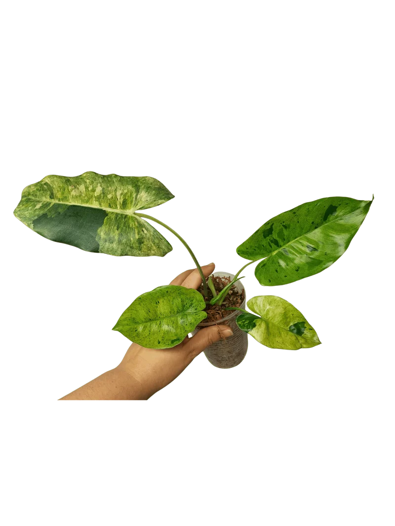 Philodendron Burle Marx Verde