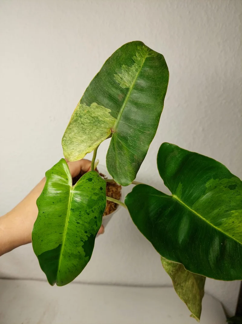 Philodendron Burle Marx Verde