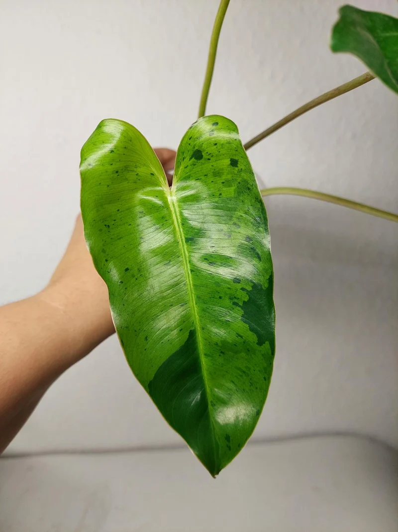 Philodendron Burle Marx Verde