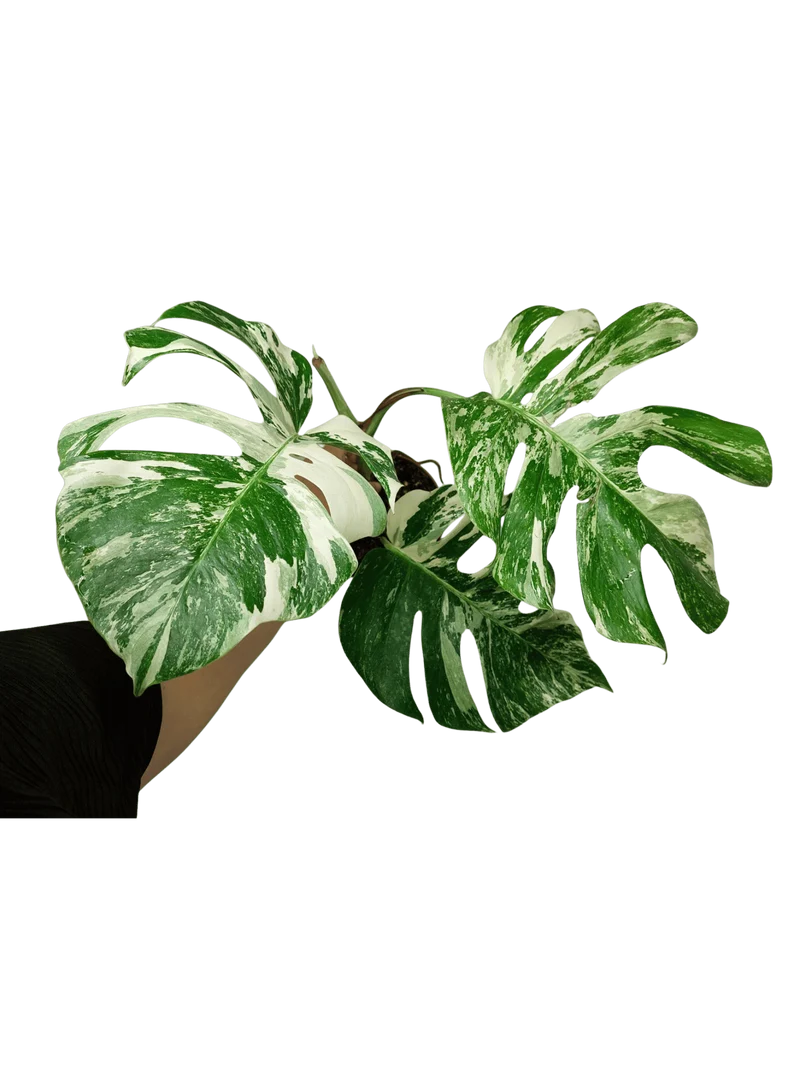 Sad Plants