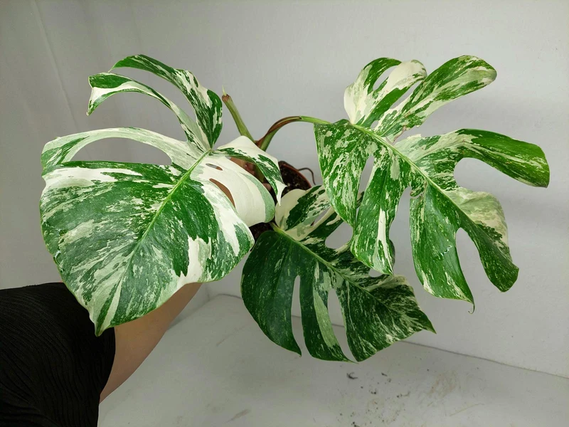 Sad Plants