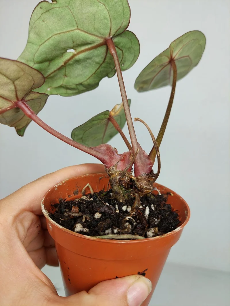 Sad Plants
