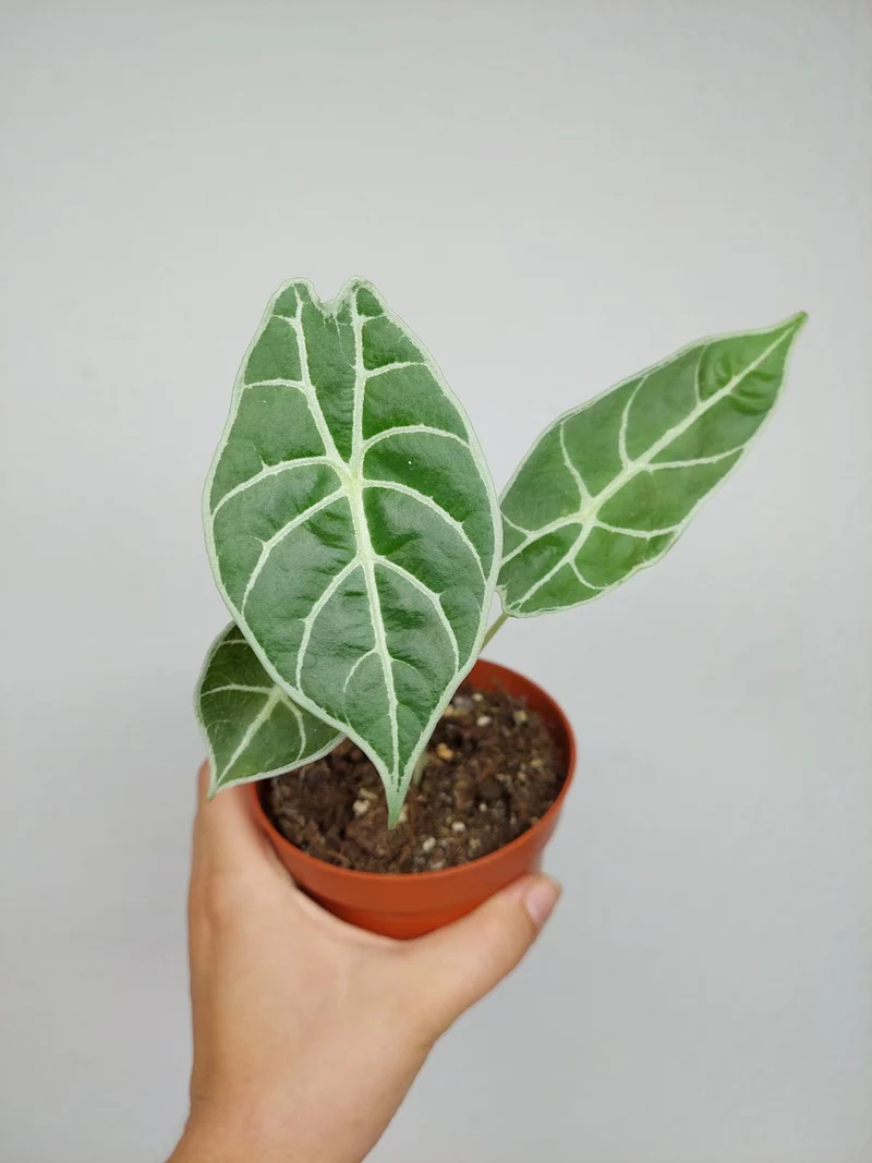Sad Plants