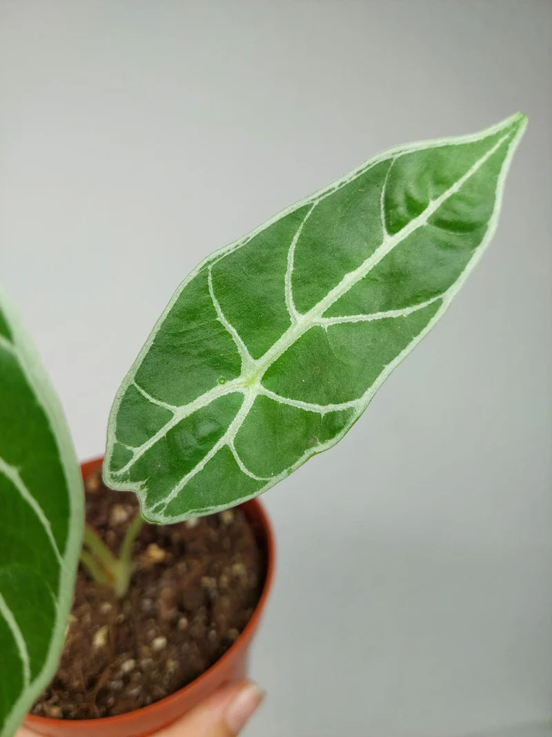Sad Plants
