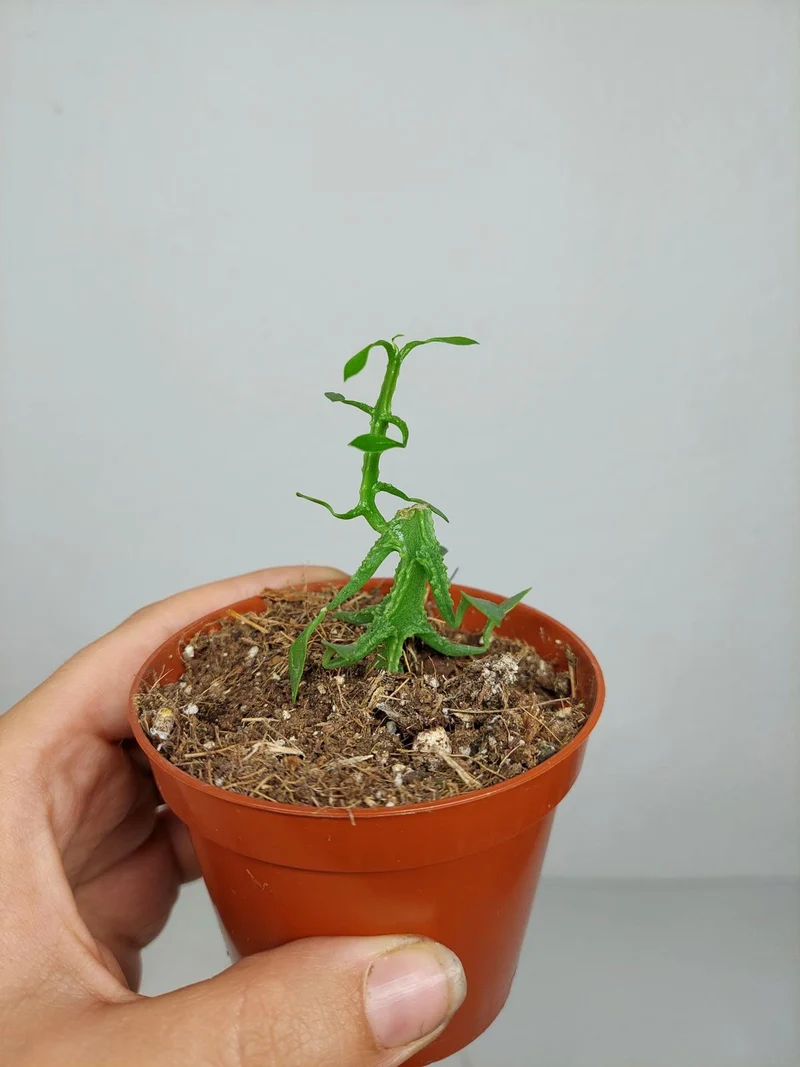 Sad Plants