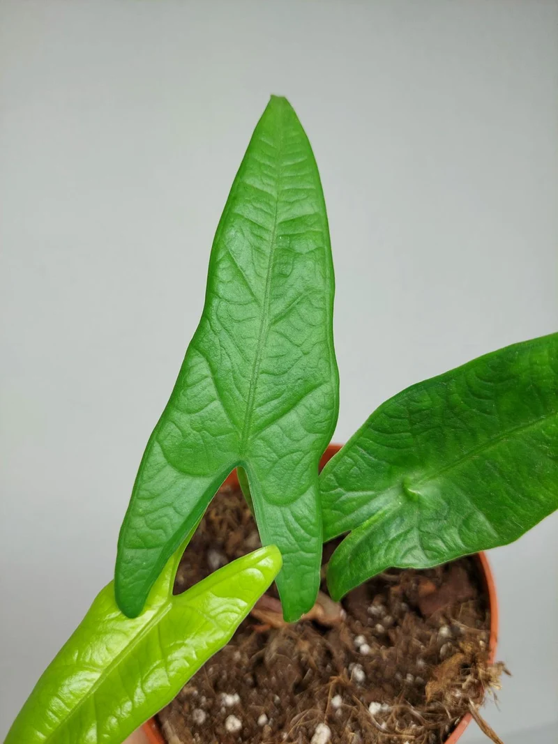 Sad Plants