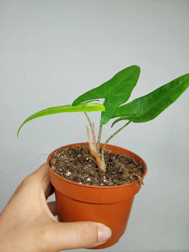 Sad Plants