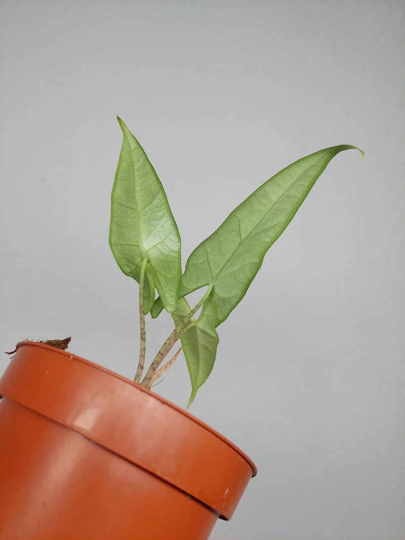Sad Plants
