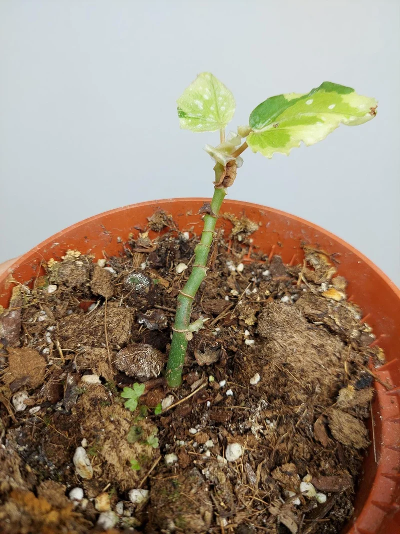 Sad Plants