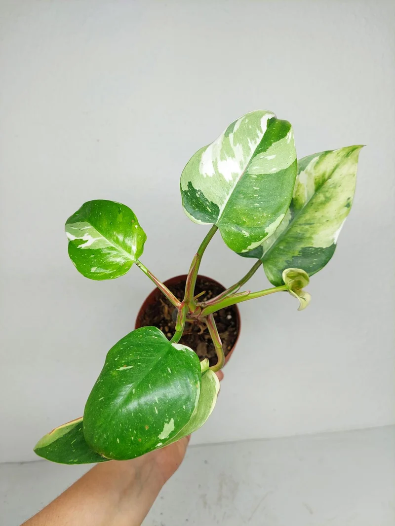 Sad Plants