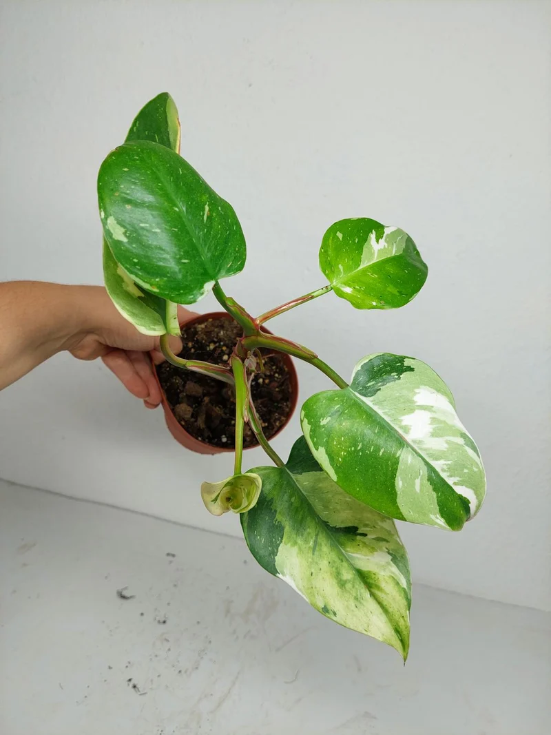 Sad Plants