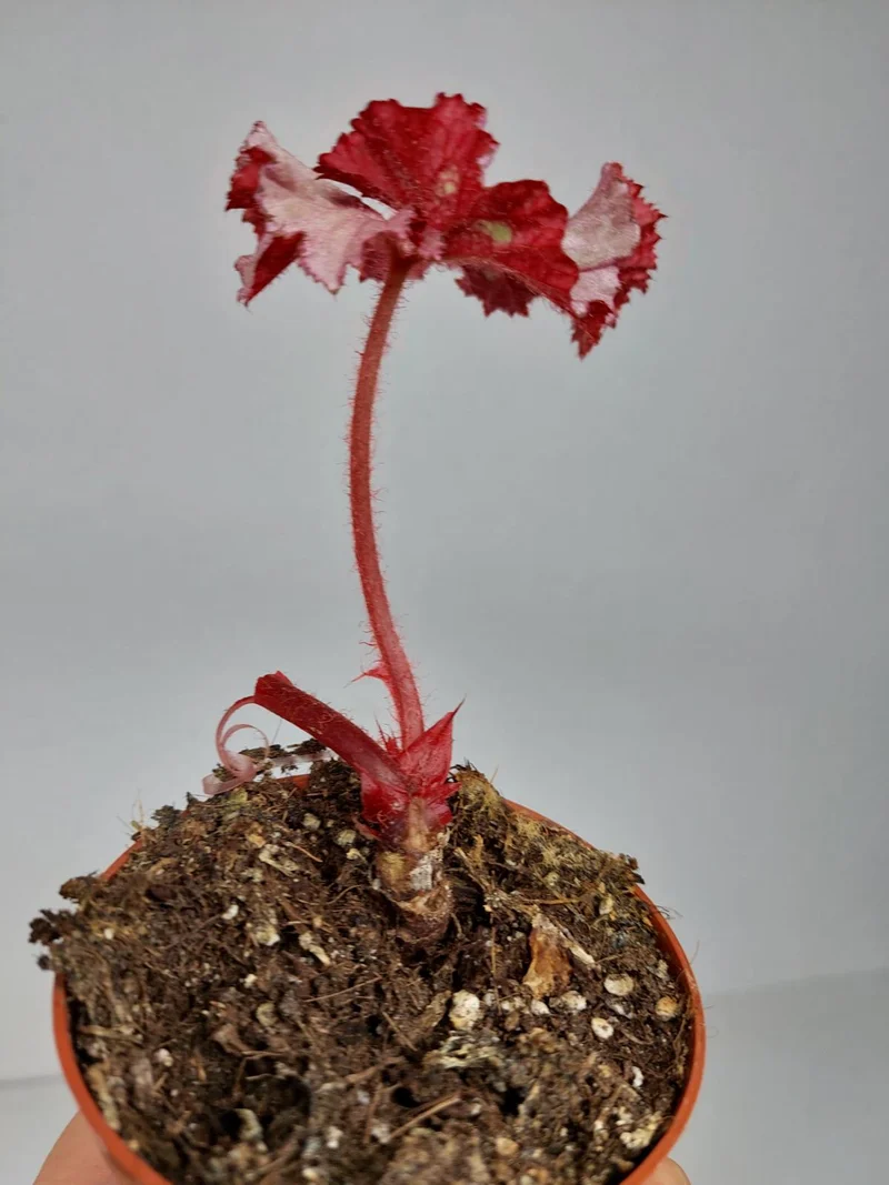 Sad Plants