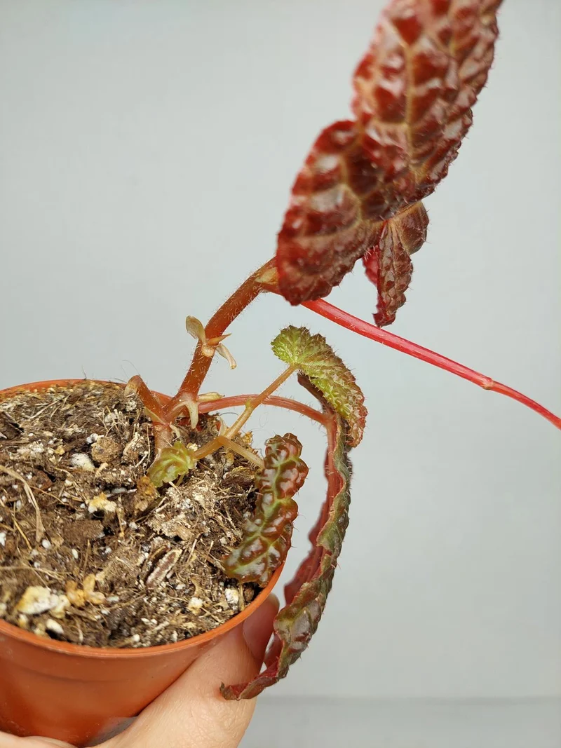 Sad Plants