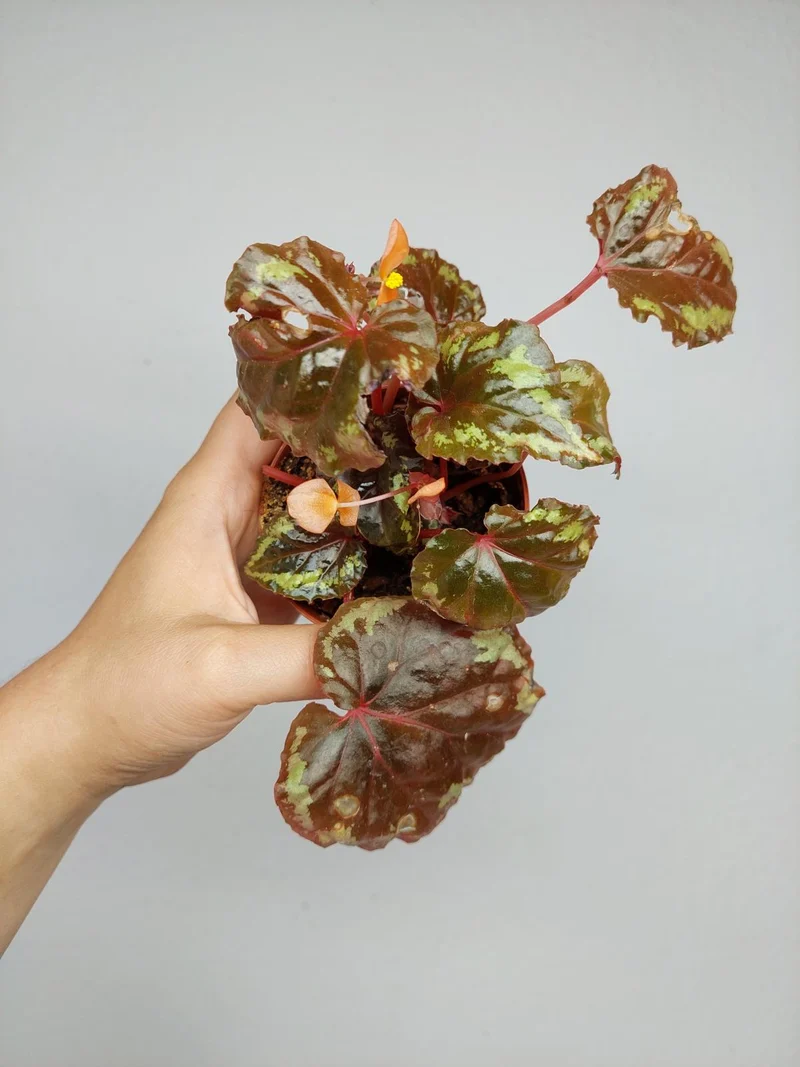 Sad Plants