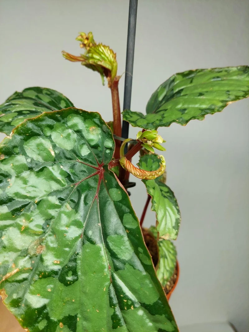 Sad Plants