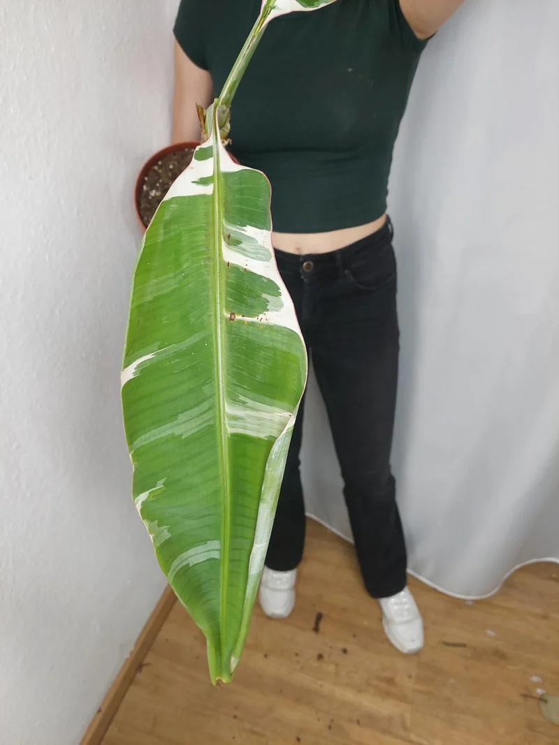 Sad Plants