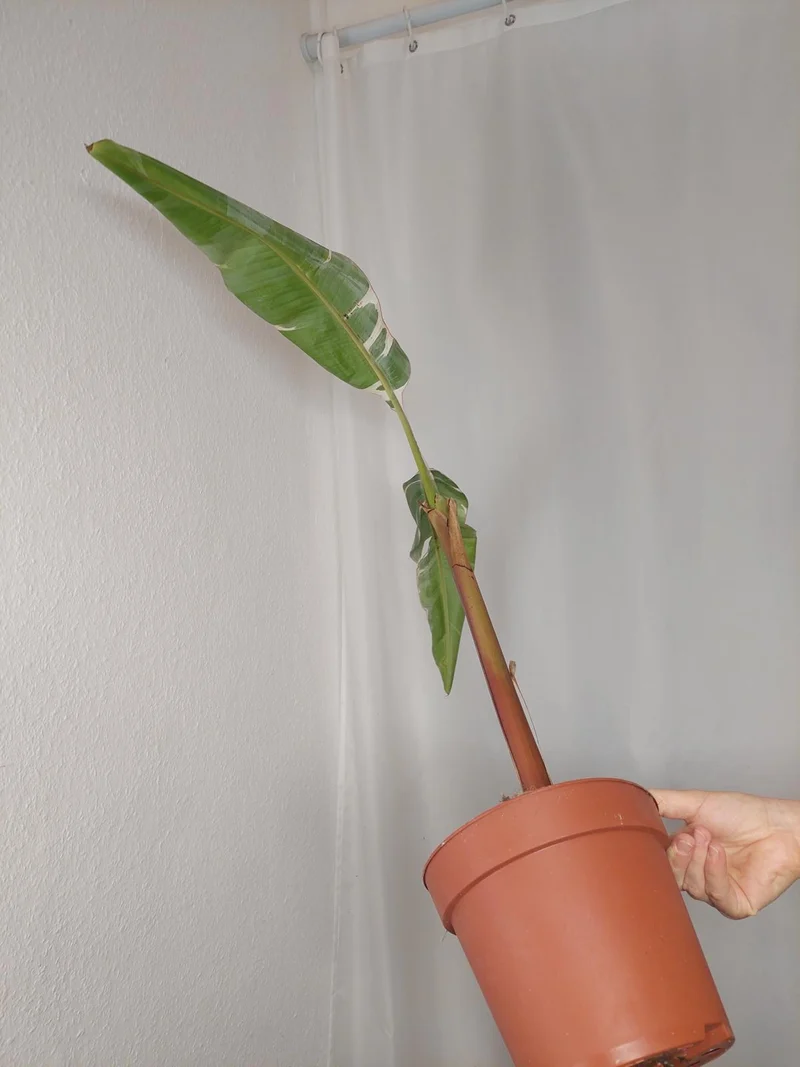 Sad Plants
