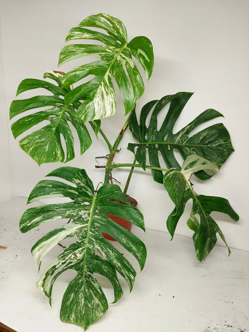 Sad Plants