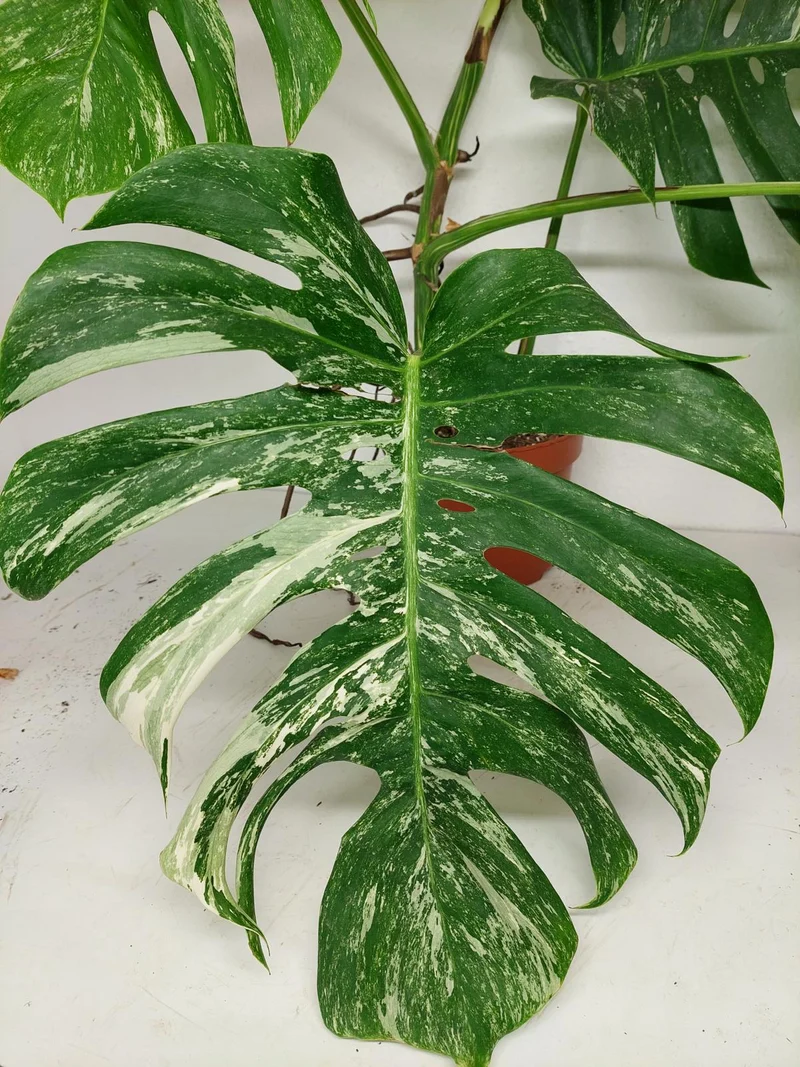 Sad Plants