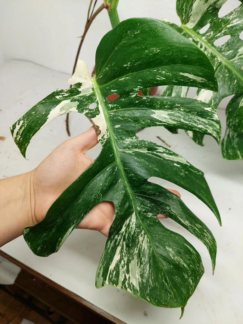 Sad Plants