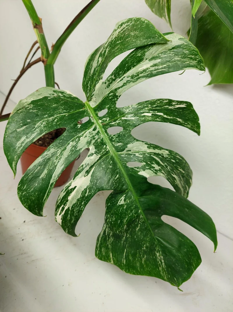 Sad Plants