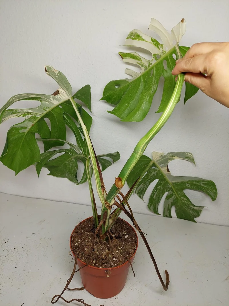 Sad Plants