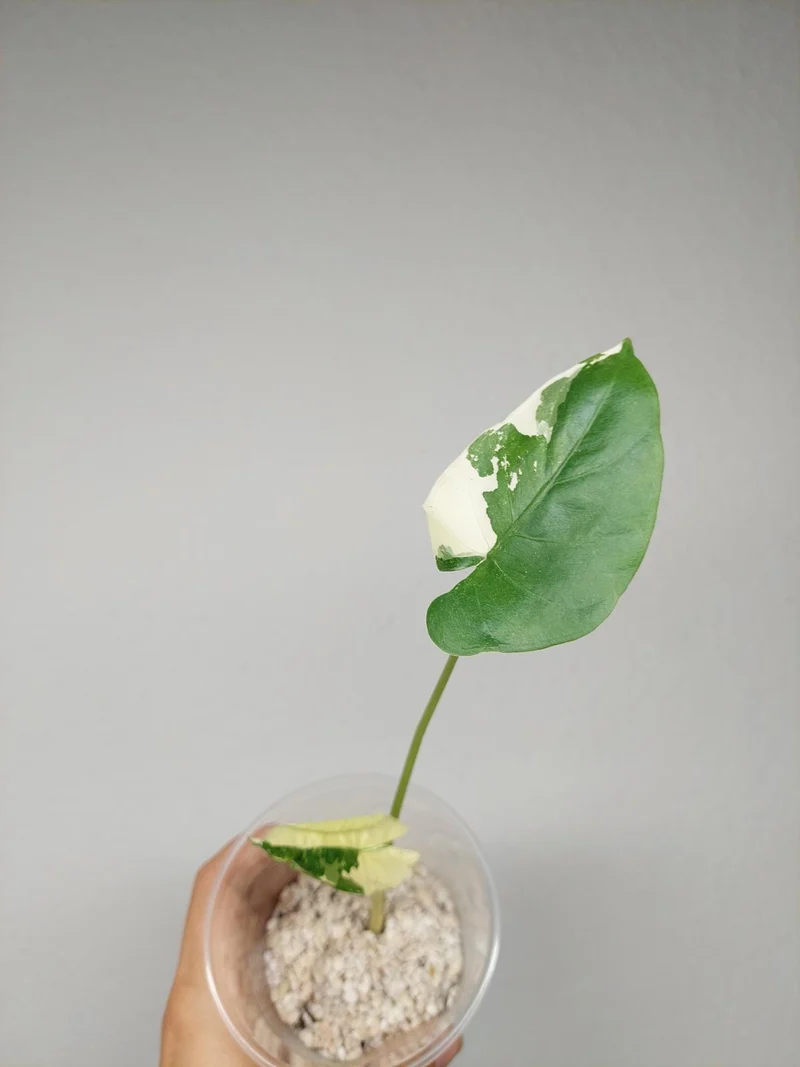 Sad Plants