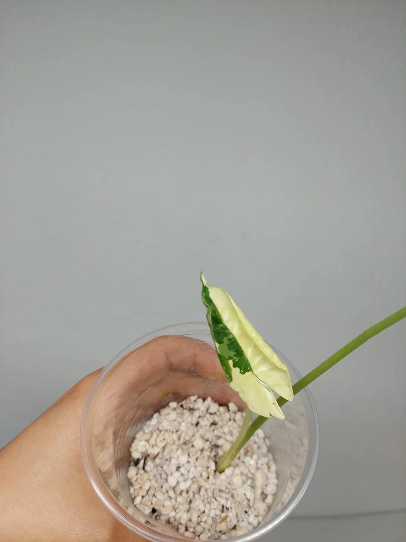 Sad Plants