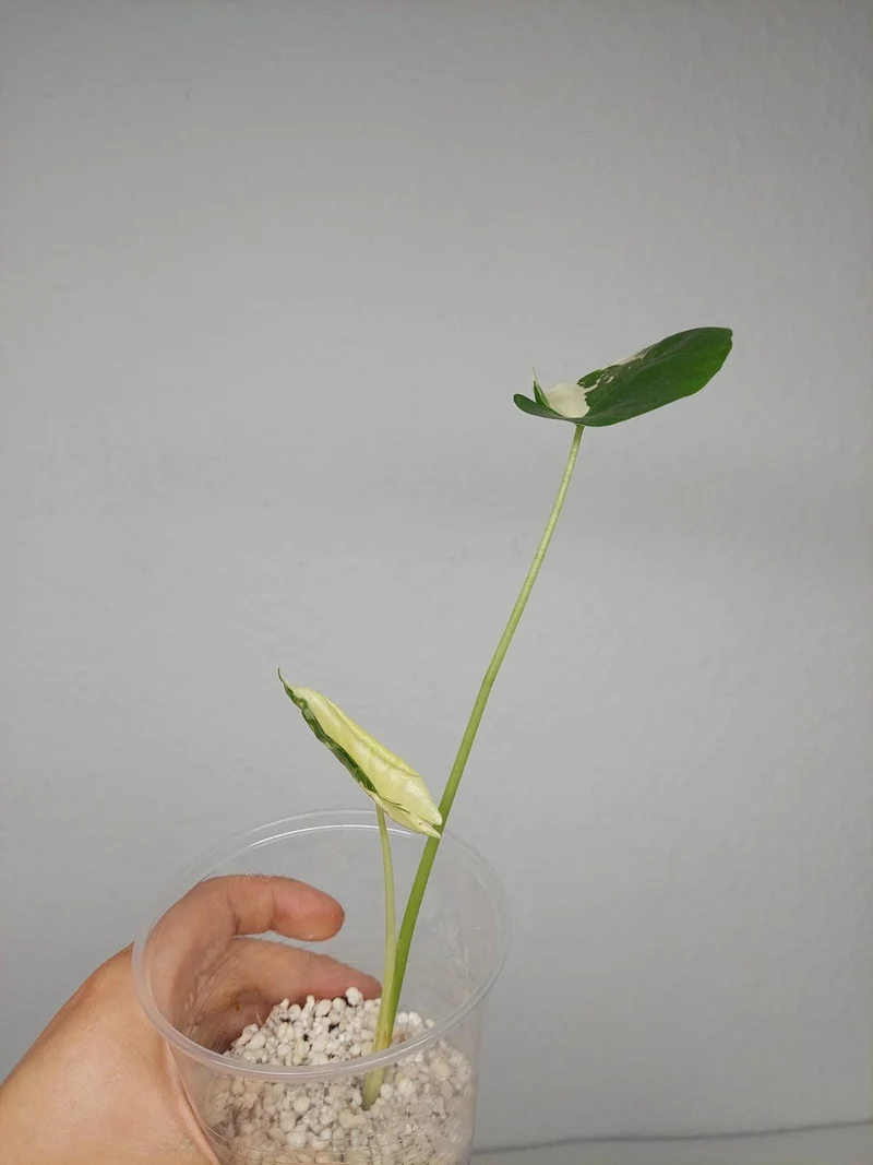 Sad Plants
